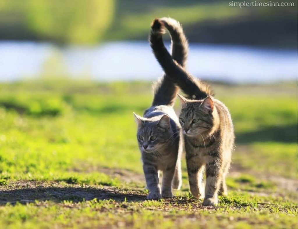 การเข้าใจ ภาษาหางแมว จะช่วยให้คุณเข้าใจแมวของคุณได้ดีขึ้น คุณสามารถอ่านภาษากายของแมวเพื่อพิจารณาว่าพวกเขารู้สึกอย่างไร