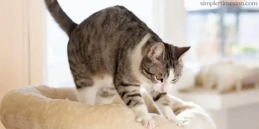 คุณอาจสงสัยว่า ทำไมแมวถึงนวด? นี่คือเหตุผลที่เรารวบรวมบทความนี้ไว้เพื่อให้คุณได้ค้นพบความจริงเบื้องหลังนิสัยการอบขนมของเพื่อนแมว