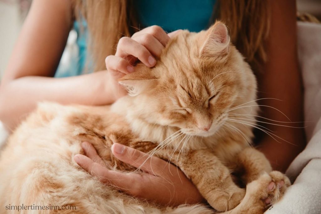 คุณจะรู้ได้อย่างไรว่าแมวของคุณรักคุณ สัตว์เลี้ยงมีวิธีการสื่อสารความรู้สึกของตัวเอง ต่อไปนี้คือ 5 สัญญาณที่บ่งบอกว่าแมวของคุณรักคุณ