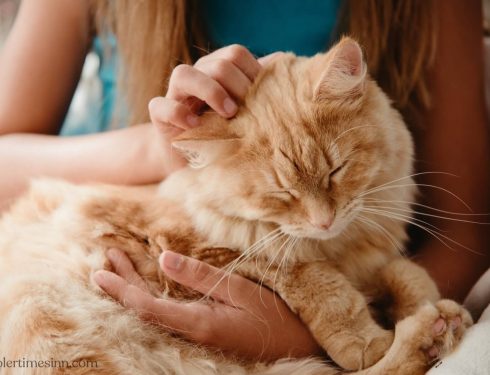 5 สัญญาณที่บ่งบอกว่าแมวของคุณรักคุณ