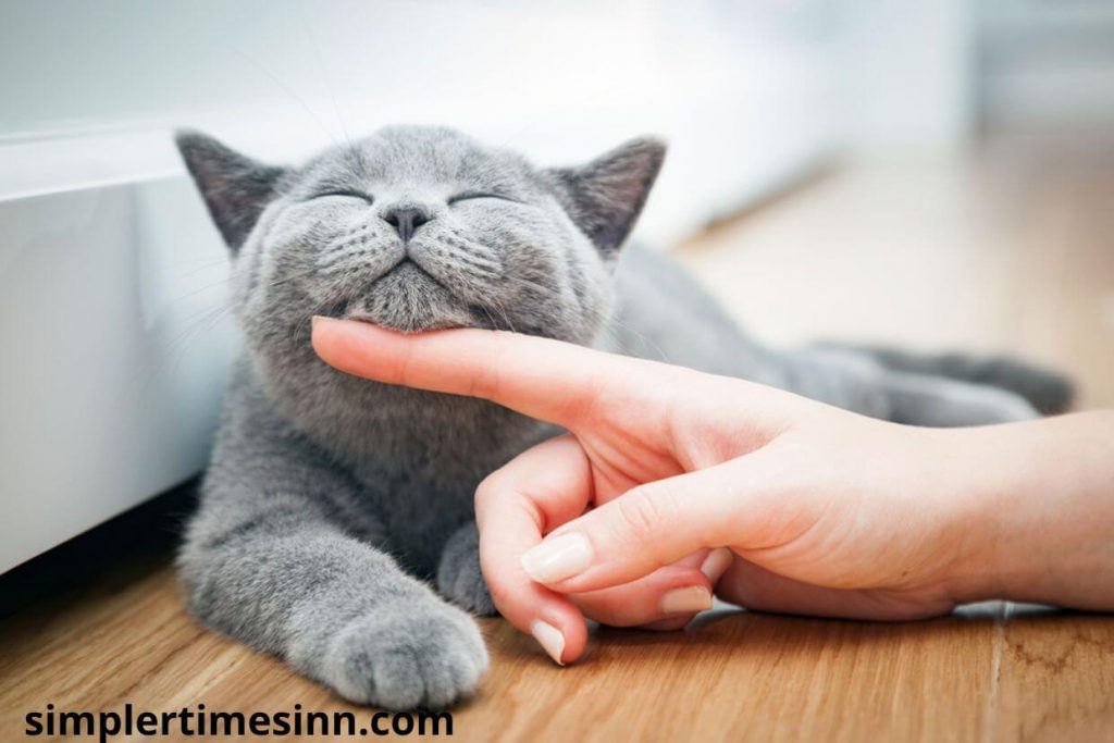 ความสุขของการได้เลี้ยงแมว การเป็นเจ้าของแมวสามารถนำความรักและมิตรภาพที่ไม่มีเงื่อนไขมาสู่ชีวิตของคุณได้ การมีเพื่อนแมวสามารถช่วยบรรเทา