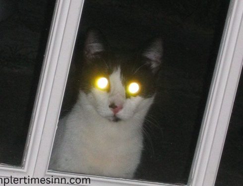ทำไมดวงตา ของแมวถึงเรืองแสงในที่มืดได้