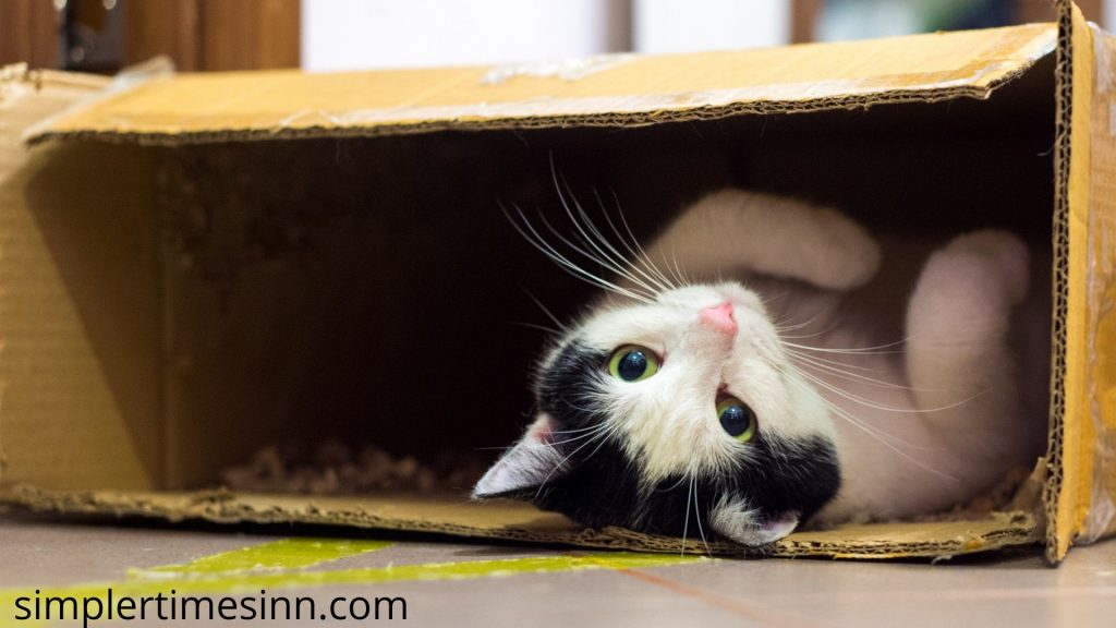 ทำไมแมวถึงชอบกล่อง? ผู้ปกครองของสัตว์ชนิดนี้จะงุนงงอยู่ตลอดเวลาเมื่อซื้อของเล่นใหม่เจ๋งๆ ให้กับสัตว์ชนิดนี้ และพวกเขาสนใจกล่องที่ห่อ