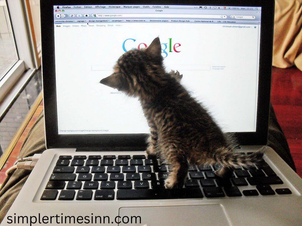 ทำไมแมวถึงครองอินเทอร์เน็ต แมวอาจไม่ใช่เพื่อนที่ดีที่สุดของมนุษย์ แต่เห็นได้ชัดว่าอินเทอร์เน็ตไม่ได้รับบันทึกช่วยจำ แมว เป็นหนึ่งในคำที่มีการค้นหา