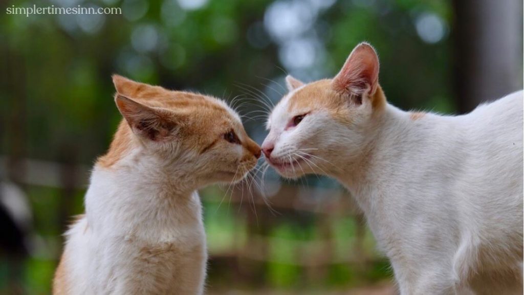 คุณเคยสงสัยกับตัวเองหรือไม่ว่า แมวสื่อสารกันได้อย่างไร? ไม่ต้องแปลกใจอีกต่อไป! เราได้ทำการวิจัย พูดคุยกับผู้เชี่ยวชาญแล้ว