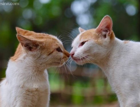 แมวสื่อสารกันได้อย่างไร?