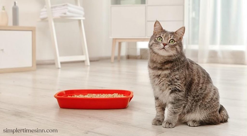 หากคุณเคยเห็นแมว แมวปัสสาวะเป็นเลือด ให้สงสัยว่า แมวของคุณมีปัญหาในระบบทางเดินปัสสาวะ คุณอาจเห็นเลือดในปัสสาวะของเขา