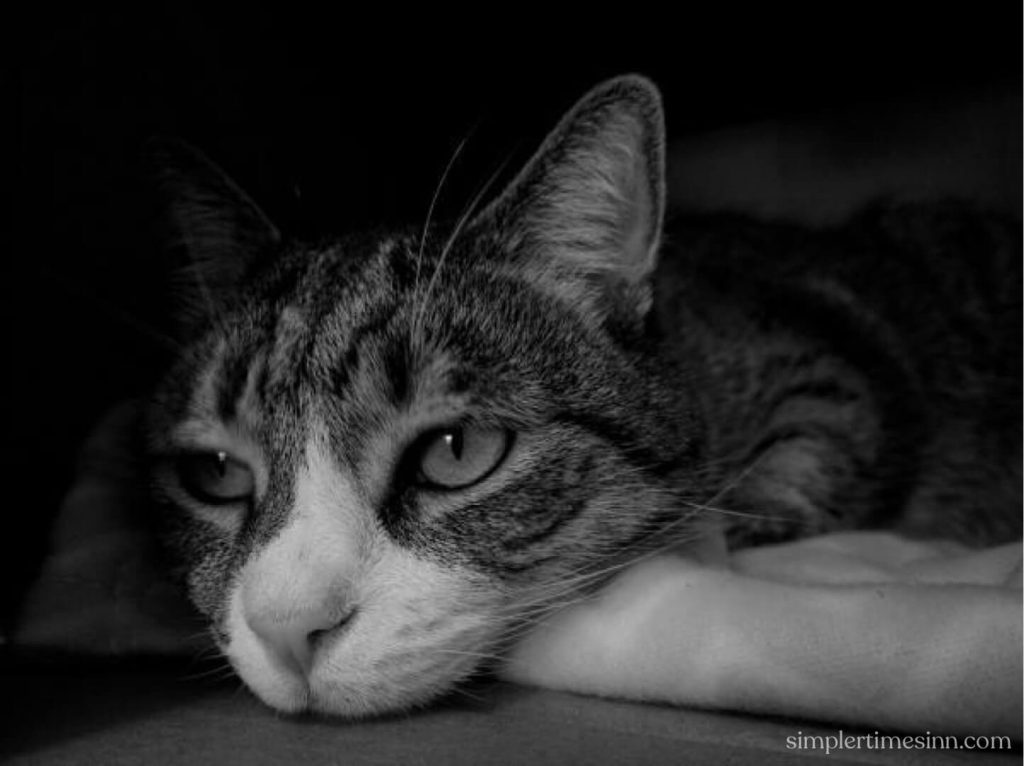 คุณกังวลเมื่อคุณสังเกตเห็นว่าแมวของคุณเศร้าและไม่เต็มใจที่จะเล่น จึงทำให้คุณเกิดข้อสงสัยว่า แมวเป็นโรคซึมเศร้าได้ จริงหรือไม่?