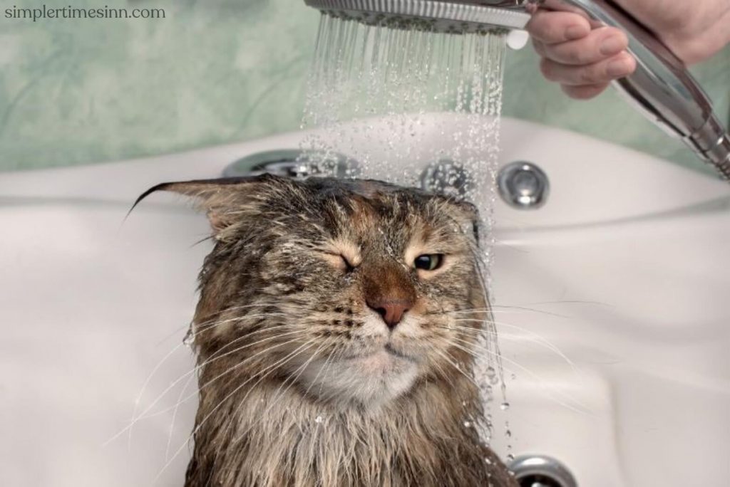 ทำไมแมวถึงเกลียดน้ำ? และทำไมพวกเขาถึงชอบน้ำที่หยดจากก๊อก แต่จะต่อสู้กับฟันและกรงเล็บถ้าพวกเขาเข้ามาใกล้อ่างอาบน้ำที่เต็มไปด้วยน้ำ?