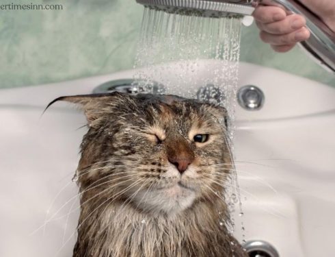 ทำไมแมวถึงเกลียดน้ำ?