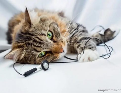 แมวชอบดนตรีหรือไม่?