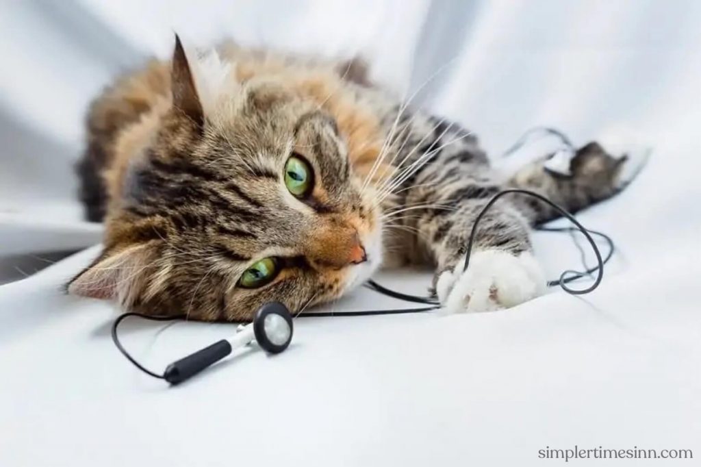 หากคุณเคยเล่นดนตรีและเคยมีประสบการณ์กับปฏิกิริยาของแมว คุณอาจจะสงสัยว่า แมวชอบดนตรีหรือไม่? เสียงนั้นอาจสร้างความรำคาญให้กับแมวได้