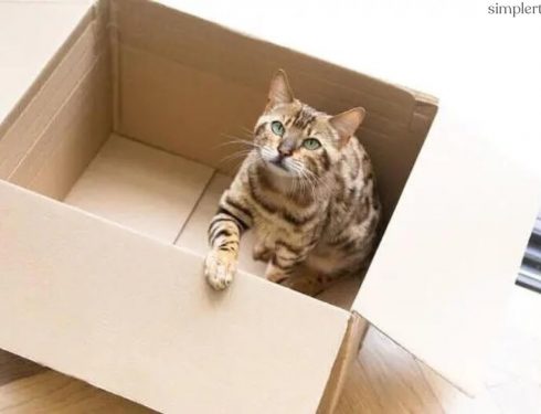 ทำไมแมวถึงชอบอยู่ในกล่อง?