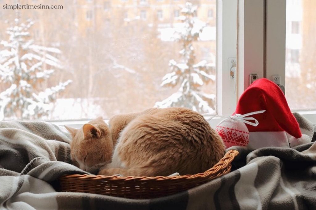  หากคุณเลี้ยงแมวไว้ในบ้าน แมวจะไม่ได้รับผลกระทบจากอุณหภูมิที่ลดลงหรืออันตรายจากสภาพอากาศหนาวเย็น แต่โชคดีที่ยังมี เคล็ดลับการดูแลแมวหน้าหนาว