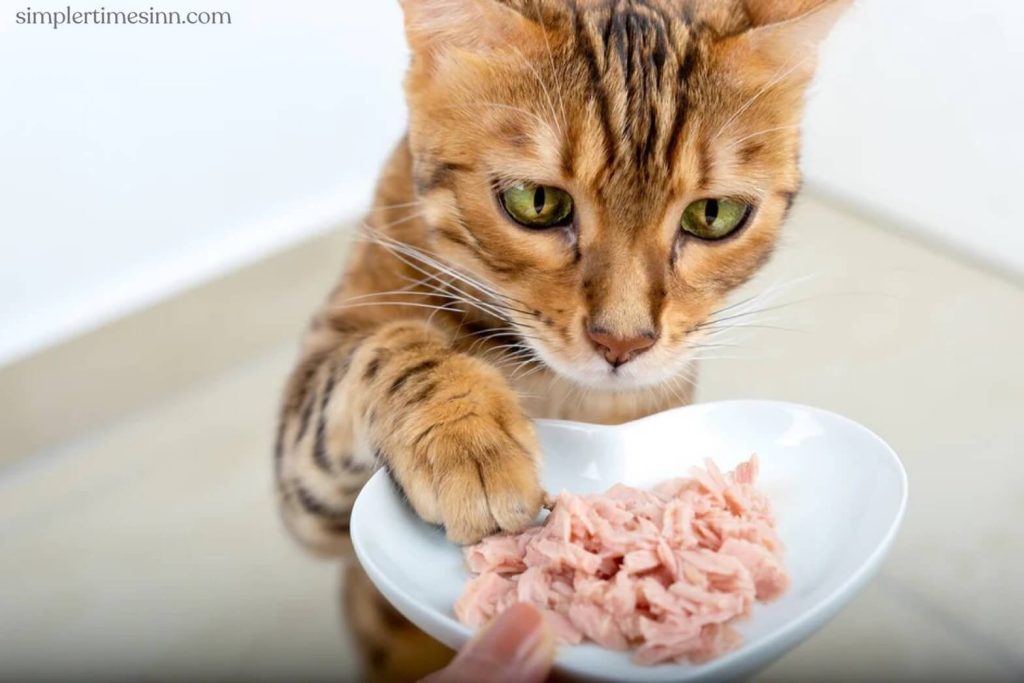  อาหารและขนมบางชนิดอาจก่อให้เกิดความเสี่ยงร้ายแรงต่อสุขภาพได้ ดังนั้น เราควรเรียนรู้อาหารทั่วไปบางประเภทกับ อาหารที่แมวไม่ควรกิน