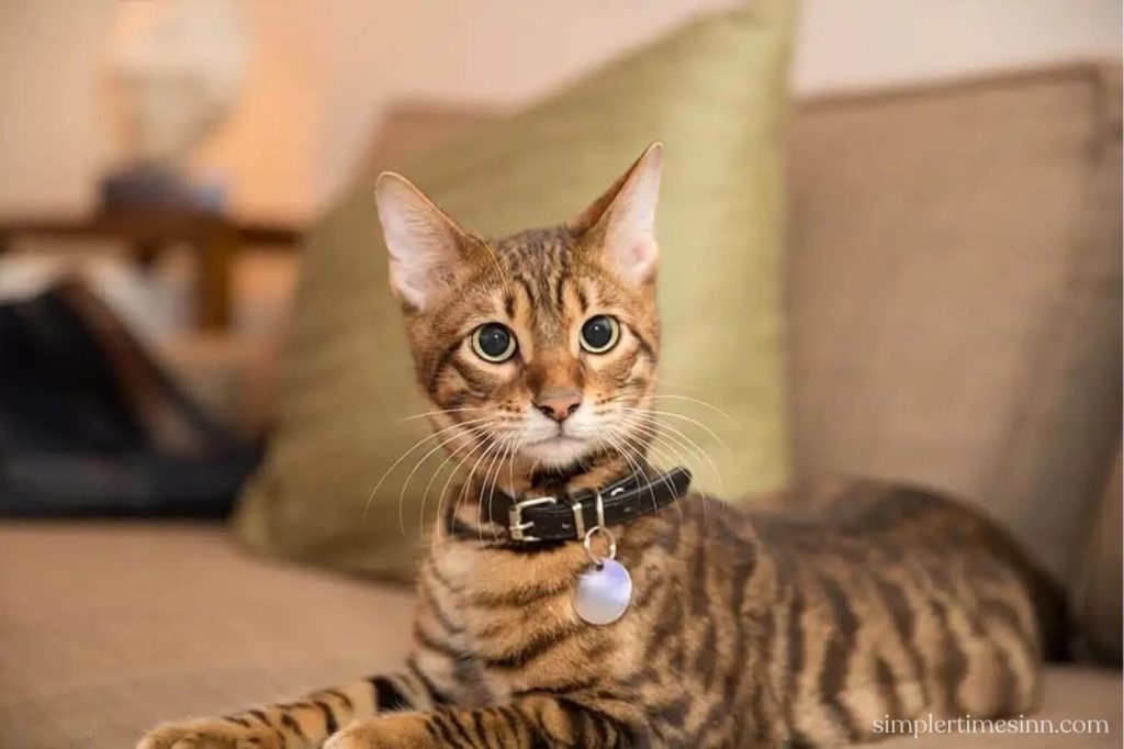 ปลอกคอแมว มีความสำคัญต่อแมวพอๆ กับสุนัขและสัตว์เลี้ยงอื่นๆ แม้ว่าแมวของคุณจะอาศัยอยู่ในบ้านโดยสมบูรณ์ ปลอกคอสามารถช่วยให้ผู้อื่นระบุตัวตน