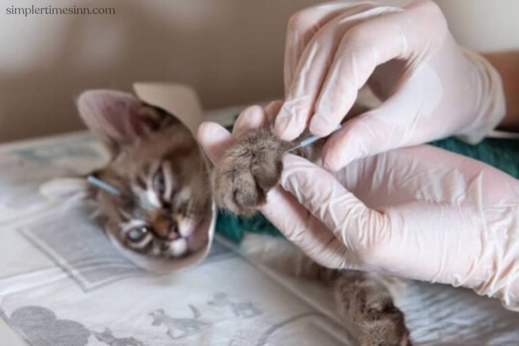 การฝังเข็มในแมว เป็นวิธีการรักษาที่ปลอดภัยและมีประสิทธิภาพ ซึ่งแพทย์ที่ศูนย์สัตวแพทย์สามารถใช้เพื่อแก้ไขปัญหาสุขภาพแมว ที่หลากหลาย