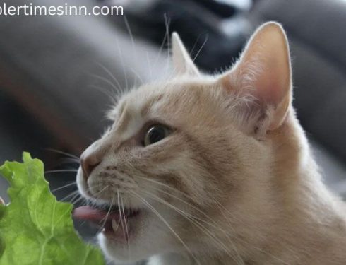แมวกินผักกาดได้ไหม