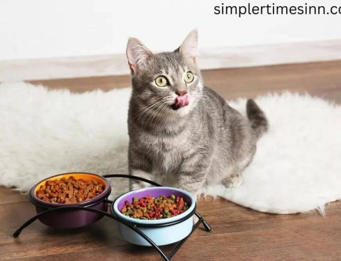 ทำไมแมวถึงหิวตลอดเวลา