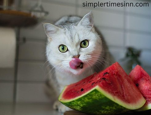 แมวกินแตงโมได้ไหม