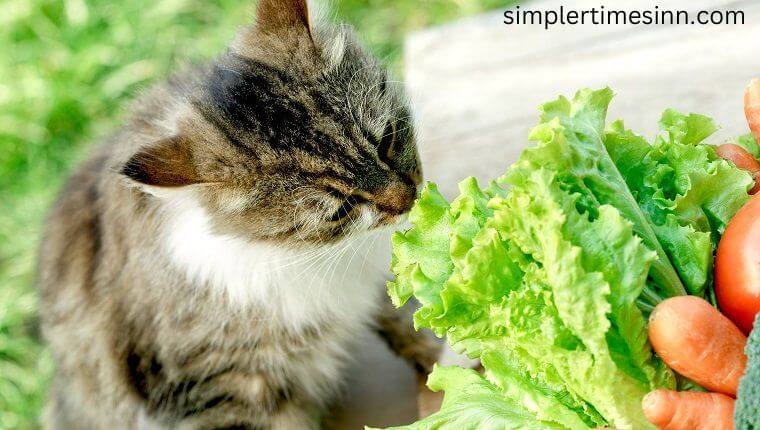 แมวกินผักกาดได้ไหม เป็นการยากที่จะจินตนาการว่าผักใบนั้นอยู่ในรายการถังของแมว แต่พวกเขาชอบกินเนื้อ ซึ่งก็แสดงว่าเนื้อสัตว์