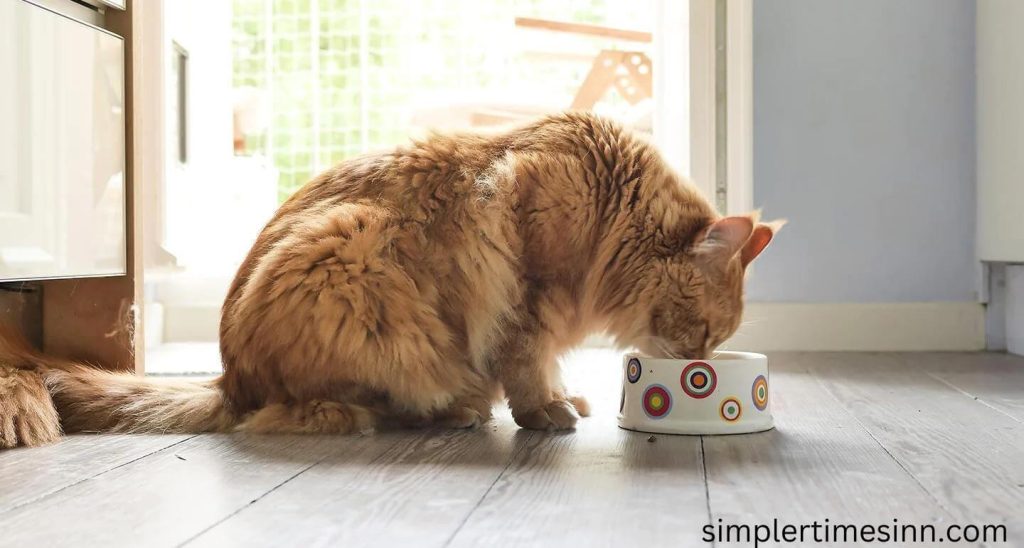 ทำไมแมวถึงหิวตลอดเวลา หากพวกเขาดูหิวมากกว่าปกติ ต่อไปนี้คือสาเหตุบางประการที่อาจเป็นเช่นนั้น จากเรื่องง่ายๆ เช่น