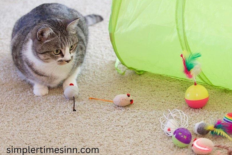 ของเล่นที่ดีที่สุดสำหรับแมว พวกเขาอาจไม่กระฉับกระเฉงเหมือนเมื่อก่อน แต่ไม่ได้หมายความว่าพวกมันไม่ต้องการเล่น