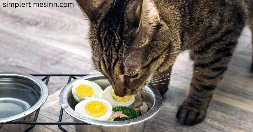 แมวกินไข่ได้ไหม? ไข่มีคุณค่าต่างๆ รสชาติดีไม่ว่าเราจะเตรียมมันอย่างไร และพวกมันรวมสูตรของกินที่เราโปรดปรานหลายๆ