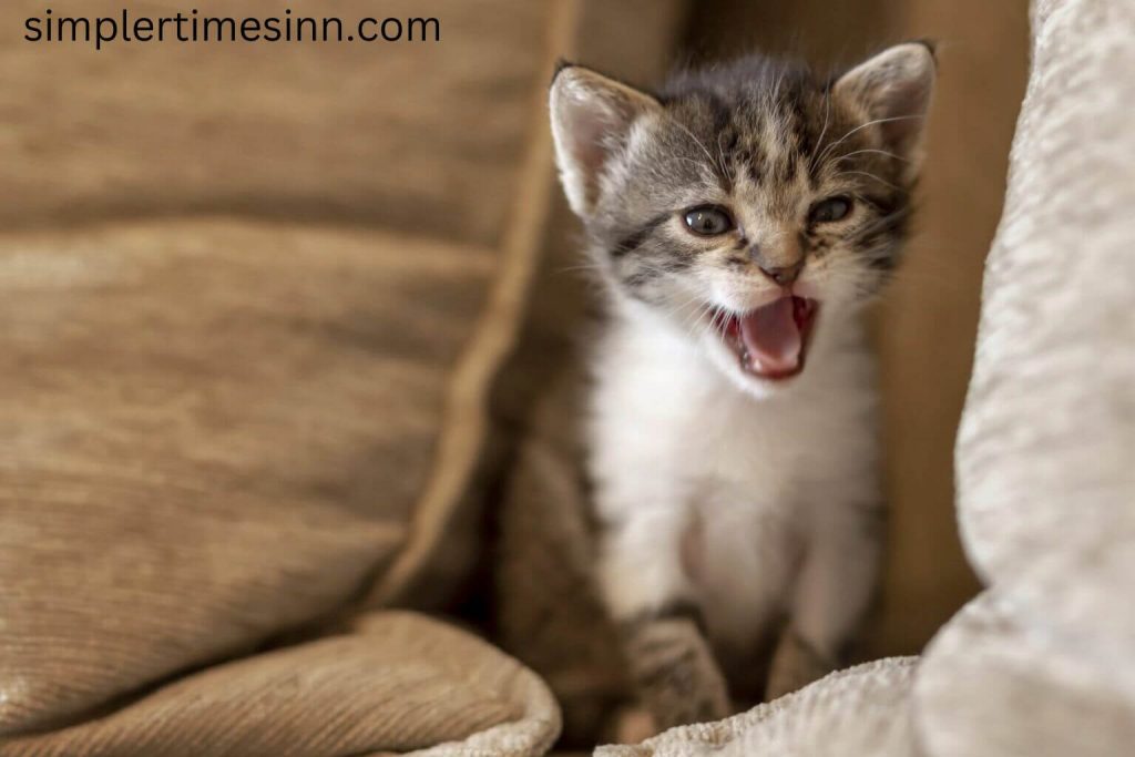 ทำไมแมวถึงชอบร้องตอนดึก? การได้ยินเสียงแมวร้องตอนดึกไม่ใช่เรื่องที่หาได้ยาก แต่ถ้าคุณเป็นเจ้าของแมวและแมวของคุณส่งเสียงร้องตอนดึก