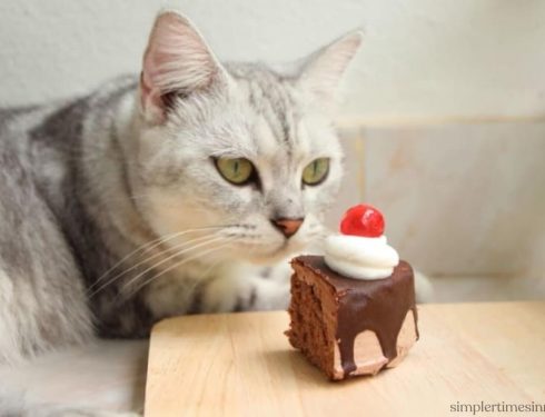 แมวกินช็อคโกแลต ได้หรือไม่?