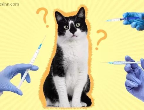 การฉีดวัคซีนแมว : สิ่งที่คุณควรรู้