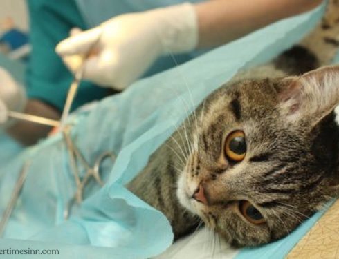การทำหมันแมว : ข้อดีและข้อเสีย