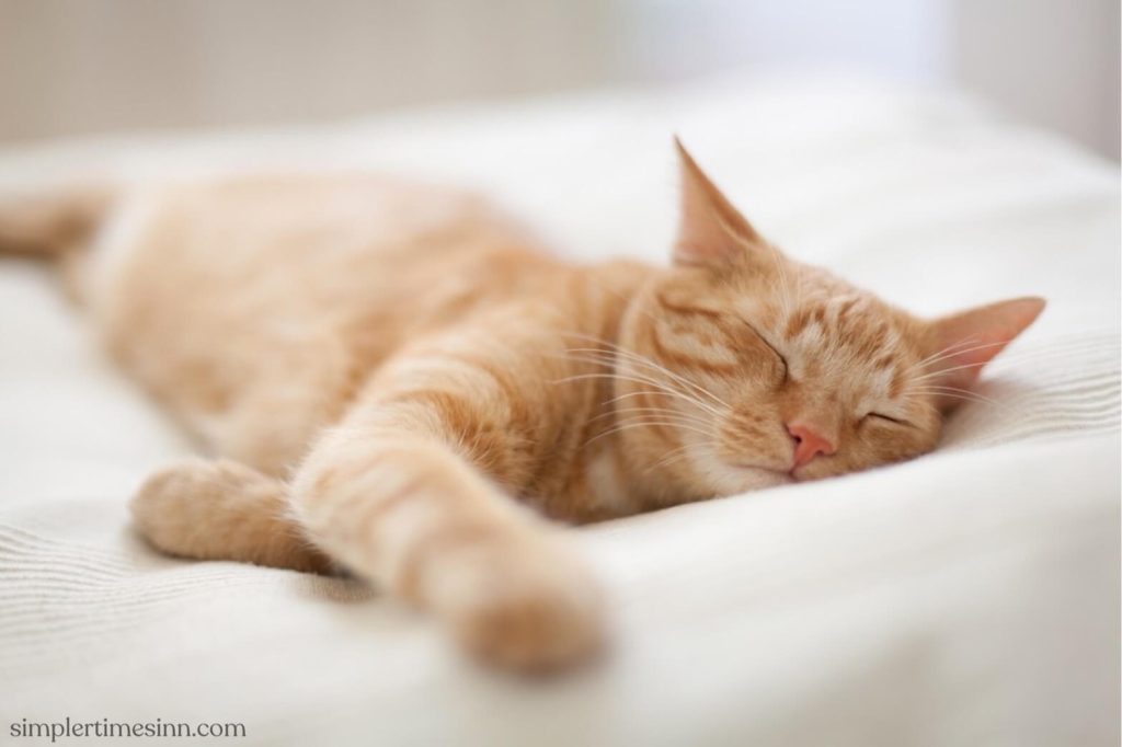 ในขณะที่ชื่นชมตำแหน่งการนอนต่างๆ ของแมวคุณอาจสังเกตเห็นการกระตุกบ้าง คุณเคยสงสัยหรือไม่ว่า ทำไม แมวกระตุกในขณะนอน 