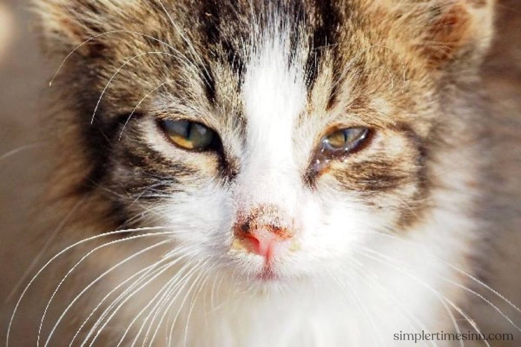 ม่านตาอักเสบในแมว พบได้บ่อยในแมว การอักเสบของดวงตาที่เจ็บปวดซึ่งส่งผลต่อม่านตา ของแมว ซึ่งอาจเกิดขึ้นได้จากสาเหตุอื่นๆ และไม่ควรเพิกเฉย
