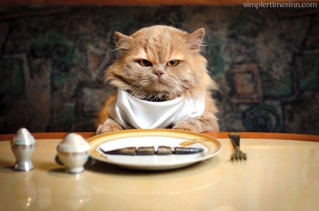  ทำไมแมวของฉันถึงหิวตลอดเวลา ? เป็นเรื่องง่ายที่จะคิดว่าความอยากอาหารที่ดีเป็นสัญญาณเชิงบวก แต่ถ้าแมวของคุณหิวตลอดเวลา