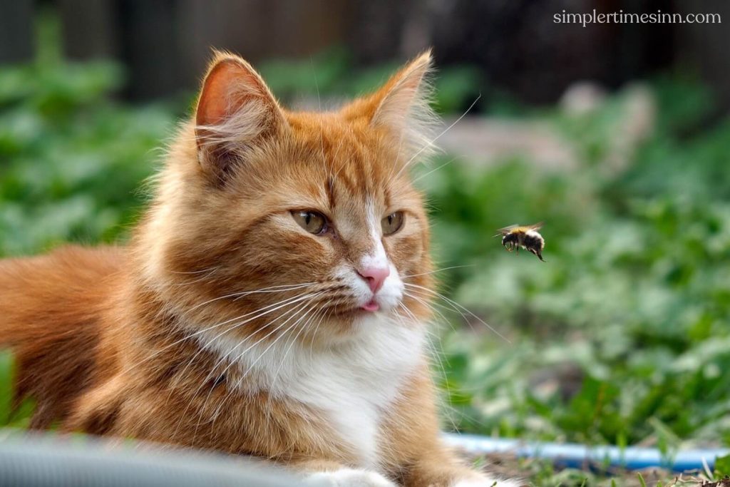 แมวของคุณจะได้รับความเจ็บปวดเฉพาะที่และระคายเคืองจากการถูกเหล็กไนเช่นเดียวกับมนุษย์และจะทำอย่างไรหาก แมวโดนผึ้งหรือตัวต่อต่อย ?