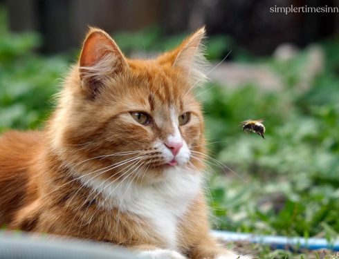 แมวโดนผึ้งหรือตัวต่อต่อย ควรทำอย่างไร?