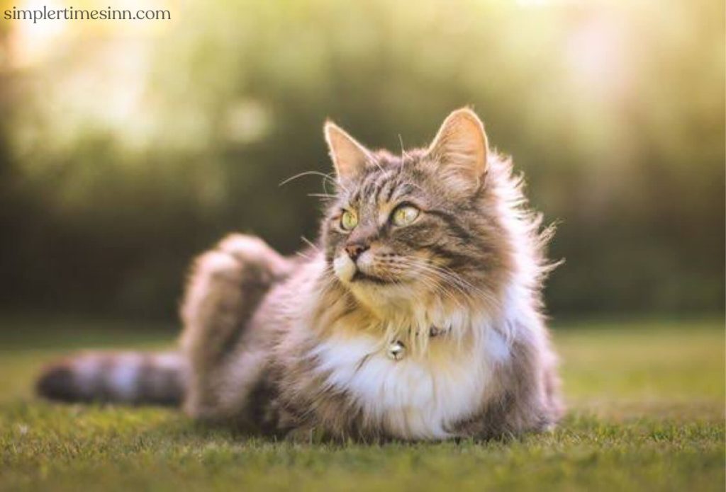 โรคลมแดดในแมว เป็นภาวะที่เกิดขึ้นเมื่ออุณหภูมิร่างกายสูงจนเป็นอันตราย ช่วงอุณหภูมิร่างกายปกติของแมวอยู่ระหว่าง 99.5 ถึง 102. 5 องศาฟาเรนไฮต์