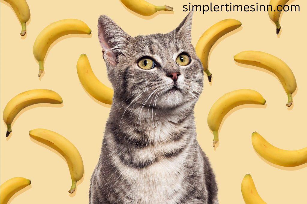 แมวกินกล้วยได้ไหม เรารู้จักสมาชิกอาณาจักรสัตว์อย่างน้อยหนึ่งคนที่จะไม่ปฏิเสธงานเลี้ยงกล้วย ลิงชอบกินกล้วย แต่แมวคิดอย่างไร