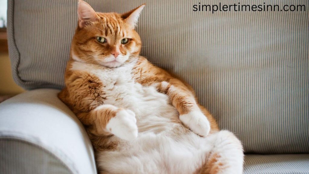 วิธีดูว่าแมวของเราอ้วนเกินไปไหม เช่นเดียวกับเรา พวกเขาสามารถมีน้ำหนักมากขึ้นเล็กน้อย โดยเฉพาะอย่างยิ่งเมื่อพวกมันแก่ขึ้นและเคลื่อนไหวน้อยลง
