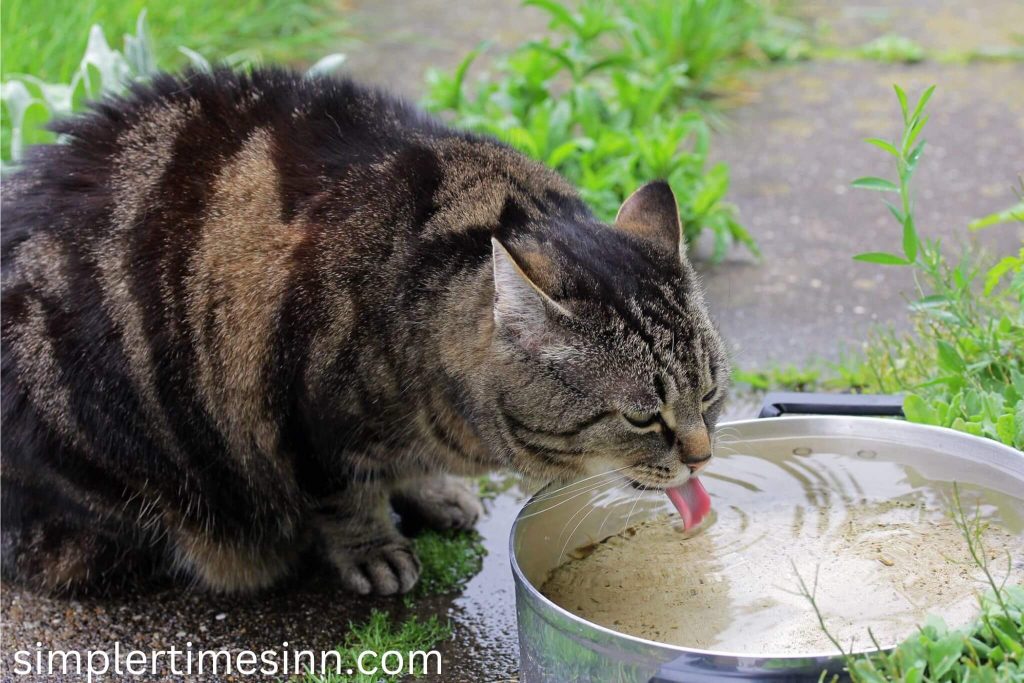 ทำไมแมวถึงกินน้ำบ่อย ถึงเวลาแล้วที่ทุกคนรวมถึงสมาชิกในครอบครัวสัตว์เลี้ยงของเราต้องกลับไปใช้ชีวิตตามปกติ อาจไม่ใช่เรื่องน่าแปลกใจ