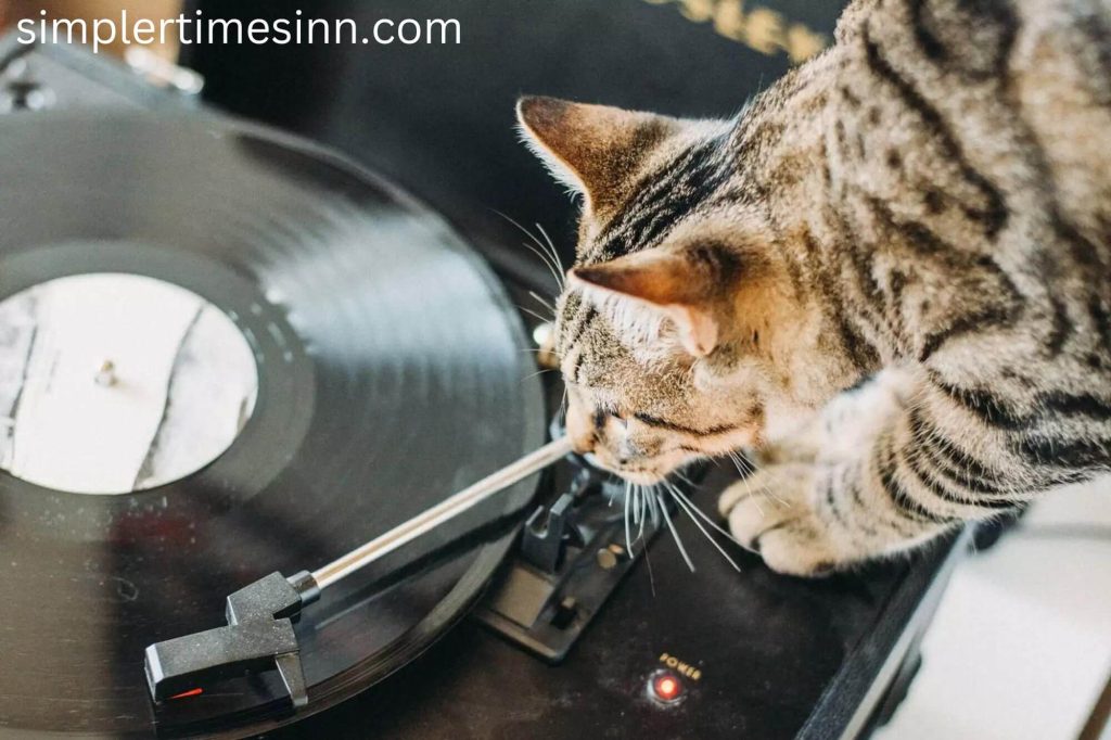 แมวชอบเสียงเพลงไหม? ในฐานะคนปกติที่รักเสียงเพลง แต่พวกเขารู้สึกเหมือนกันหรือไม่? ค้นหาว่าเพื่อนขนฟูของคุณรู้สึกอย่างไรเกี่ยวกับเสียงเพลง