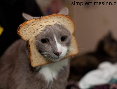 แมวกินขนมปังได้ไหม?
