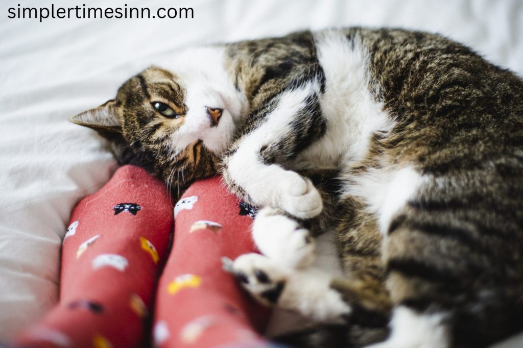 ทำไมแมวถึงชอบนอนที่เท้าของเรา ไม่ว่าคุณจะงีบหลับหรือนอนพักผ่อนให้เต็มอิ่ม สัตว์เลี้ยงของคุณก็จะอยู่ไม่ไกลเกินไป แต่สัตว์เลี้ยงของคุณตัดสินใจ