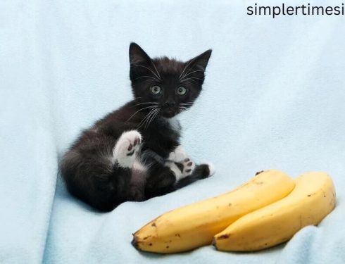 แมวกินกล้วยได้ไหม