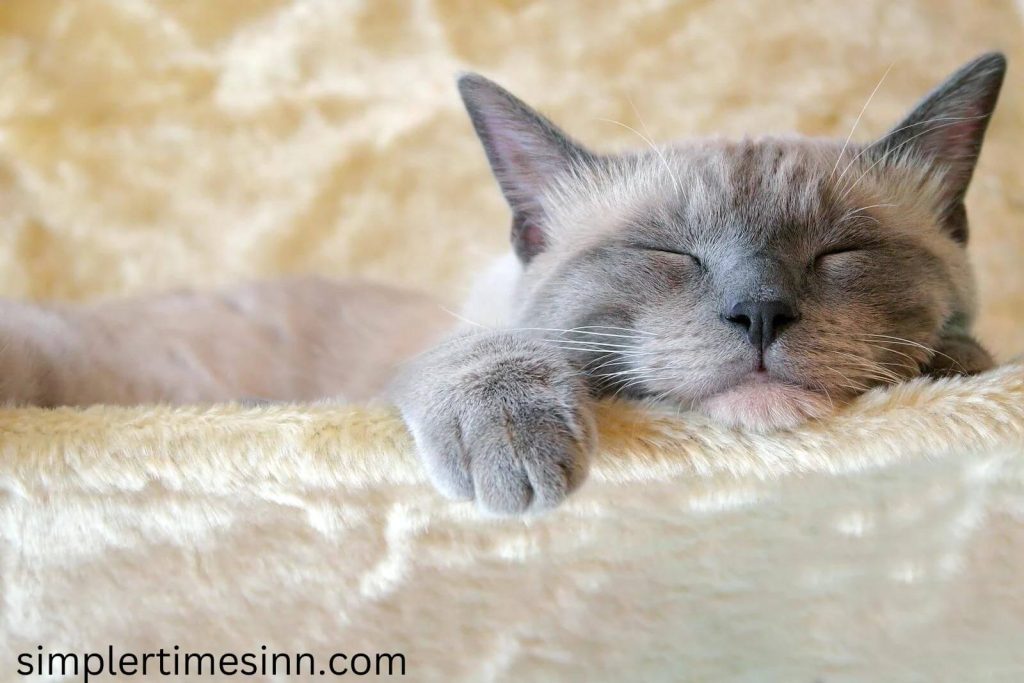 ทำไมแมวถึงนอนนาน ไม่ใช่เรื่องแปลกที่พวกเขาชอบนอน แต่เจ้าของมักจะงงกับพฤติกรรมนี้ พวกเขานอนนานแค่ไหน และคุณทราบได้อย่างไรว่าพวกเขานอน