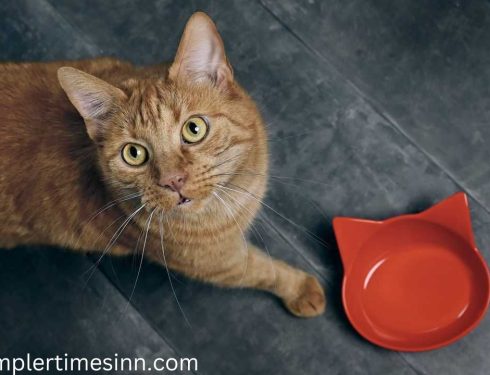 ทำไมแมวถึงกินน้ำบ่อย