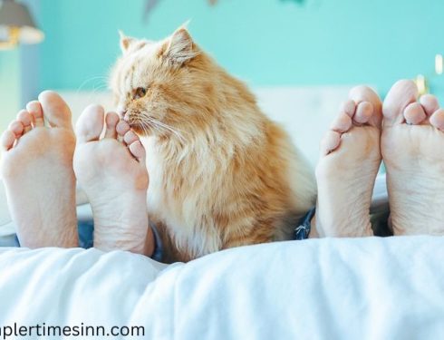 ทำไมแมวถึงชอบนอนที่เท้าของเรา