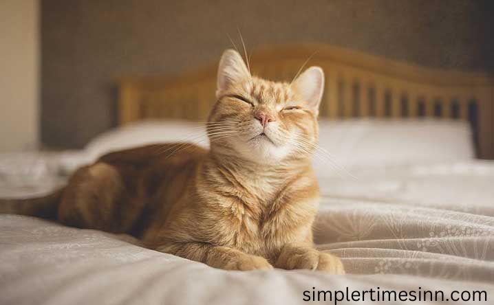 ทำไมแมวถึงชอบนวดเรา ทำไมแมวจึงนวดผ้าห่มและวัตถุที่อ่อนนุ่มอื่นๆ พวกเขาเริ่มนวดเหมือนจอนดูดนมจากแม่ พวกเขาเหมือนพยาบาลนวด
