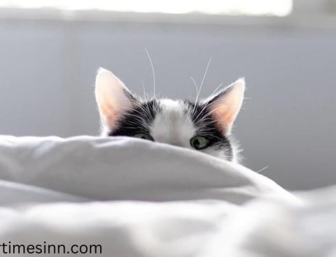 ทำไมแมวชอบปลุกเราตอนเช้า
